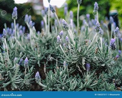 选择内置0.1折武器之王_龙辰福利版加盟,迈向财富巅峰!