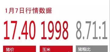 今日猪源行情与市场动态分析——爱猪网龙辰九州专题报道